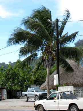 51-1570-CoconutTree-071006-258p